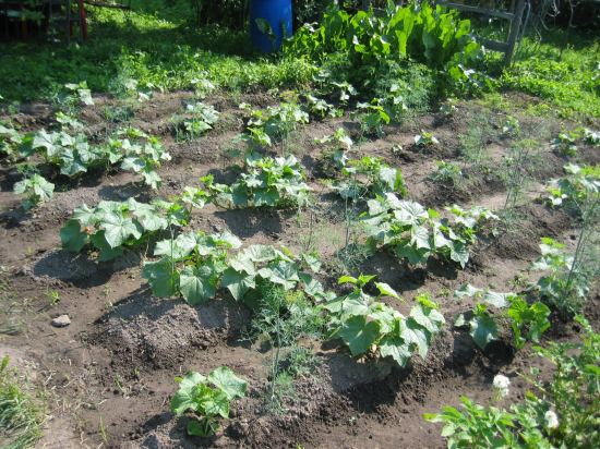 ...а в огороде скоро будут свои огурцы. лето 2006