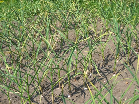 ...и чеснок. лето 2006