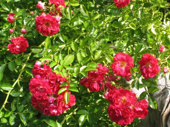 розовый куст. лето 2006