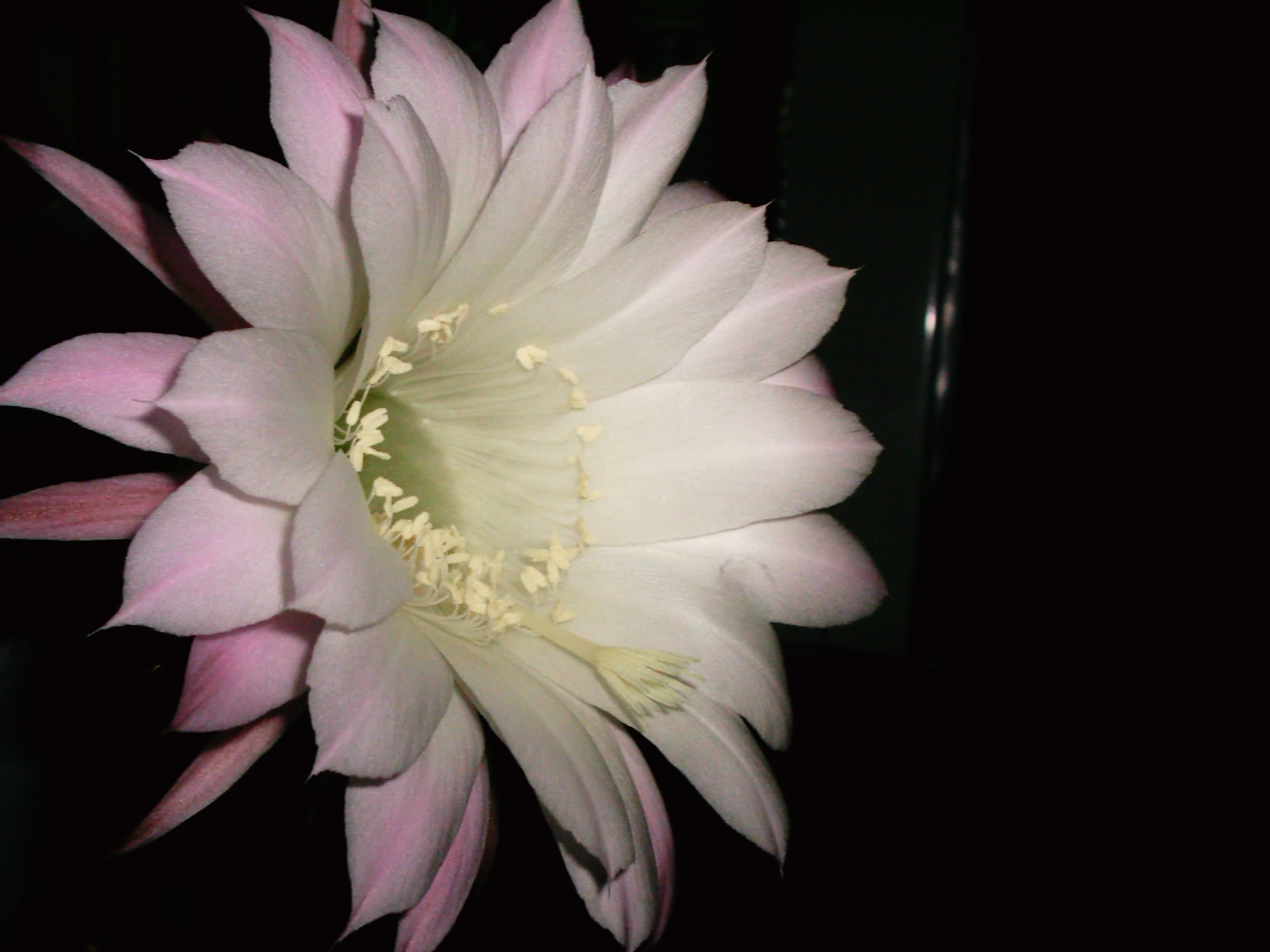 Night flower. Flowers