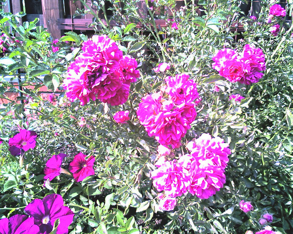 дом сад огород