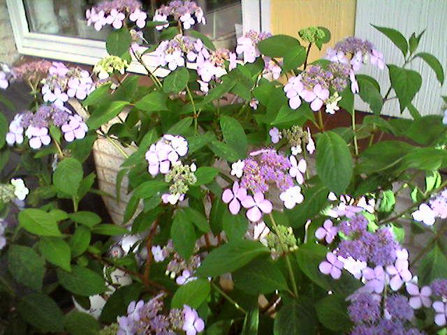 Одна из гортензий - 2006. Наш сад