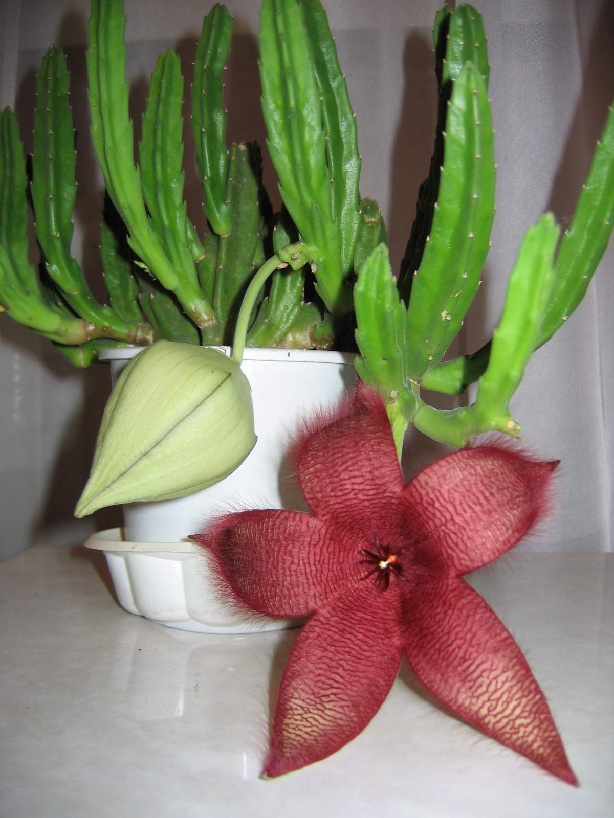 Stapelia glanduliflora