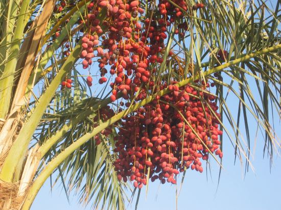 Египет. лето 2006