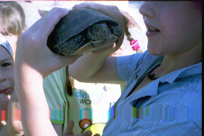 Черепашка. Голубицкая 06.2006