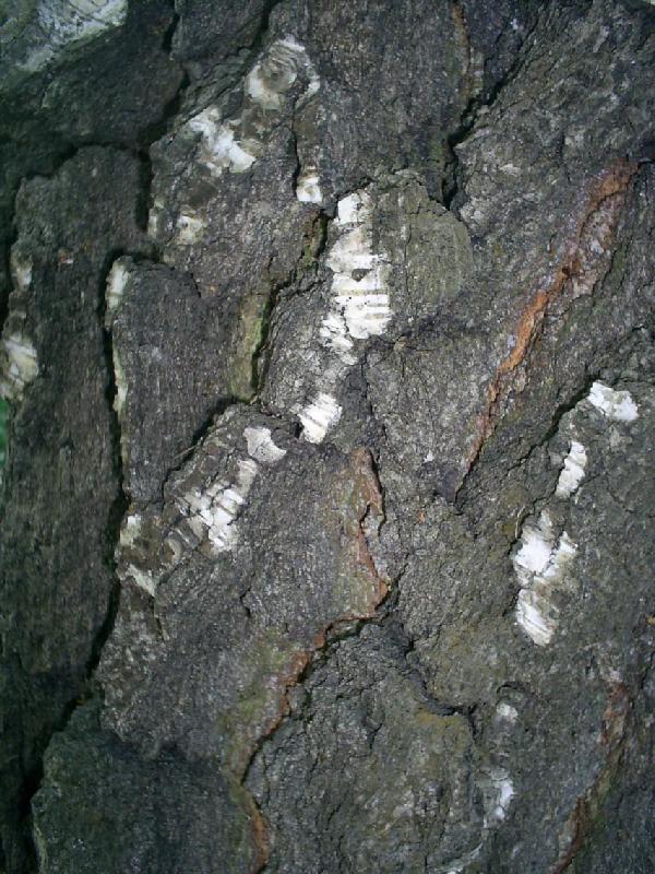 Просто фотографии