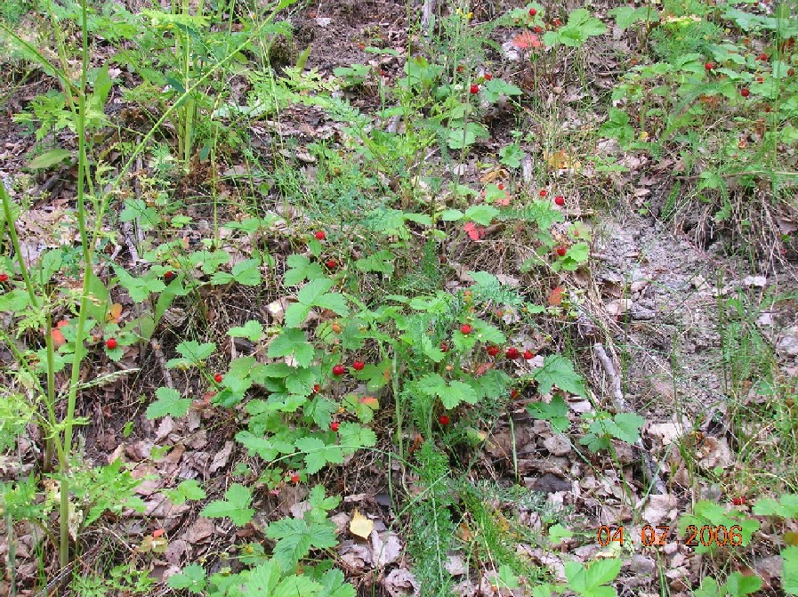 земляника в городе. поездка в Финляндию
