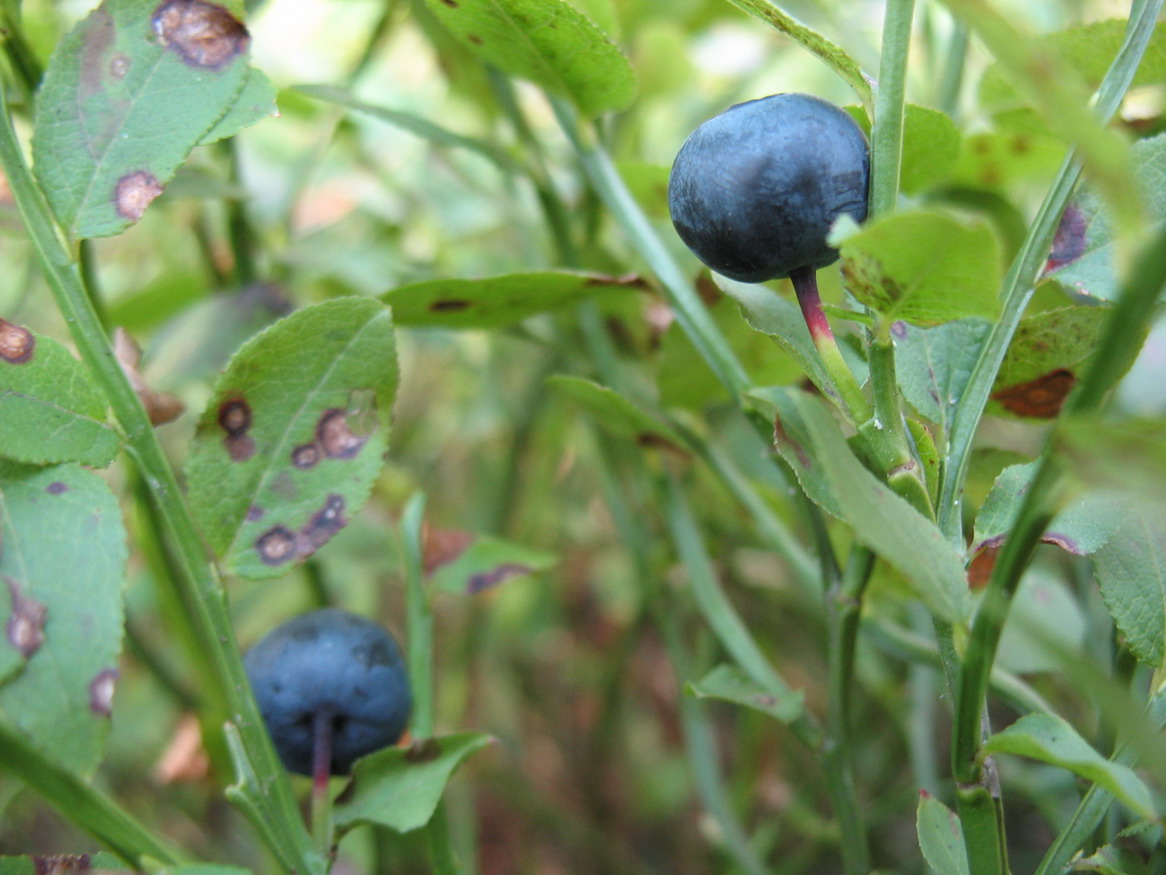 вот такие ягодки мы собирали в лесу. Отпуск 2006