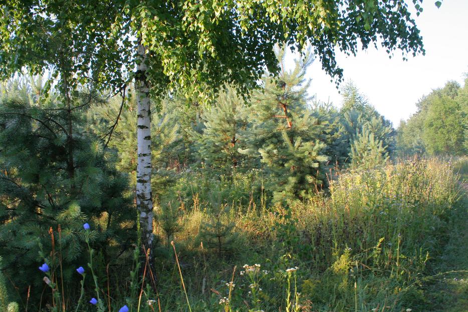 Рано утром в двух шагах от дома. 