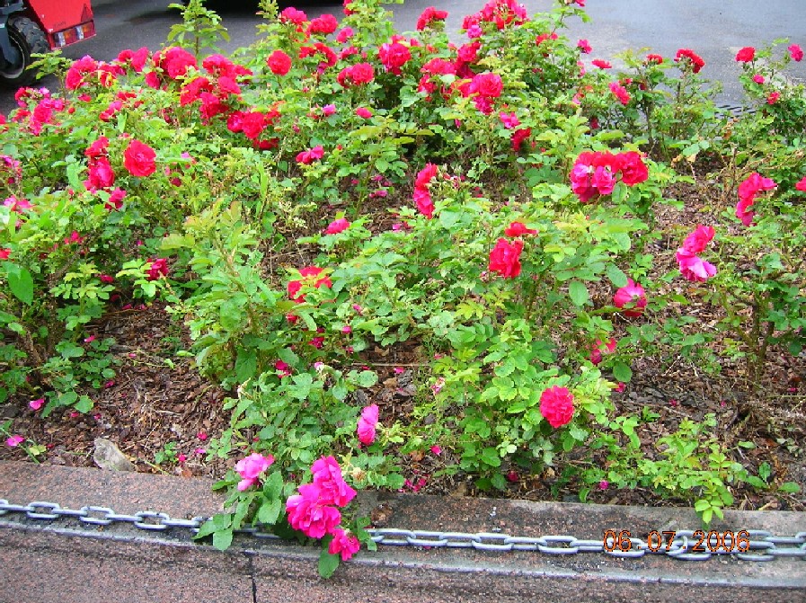 розочная клумба на пристани. поездка в Финляндию