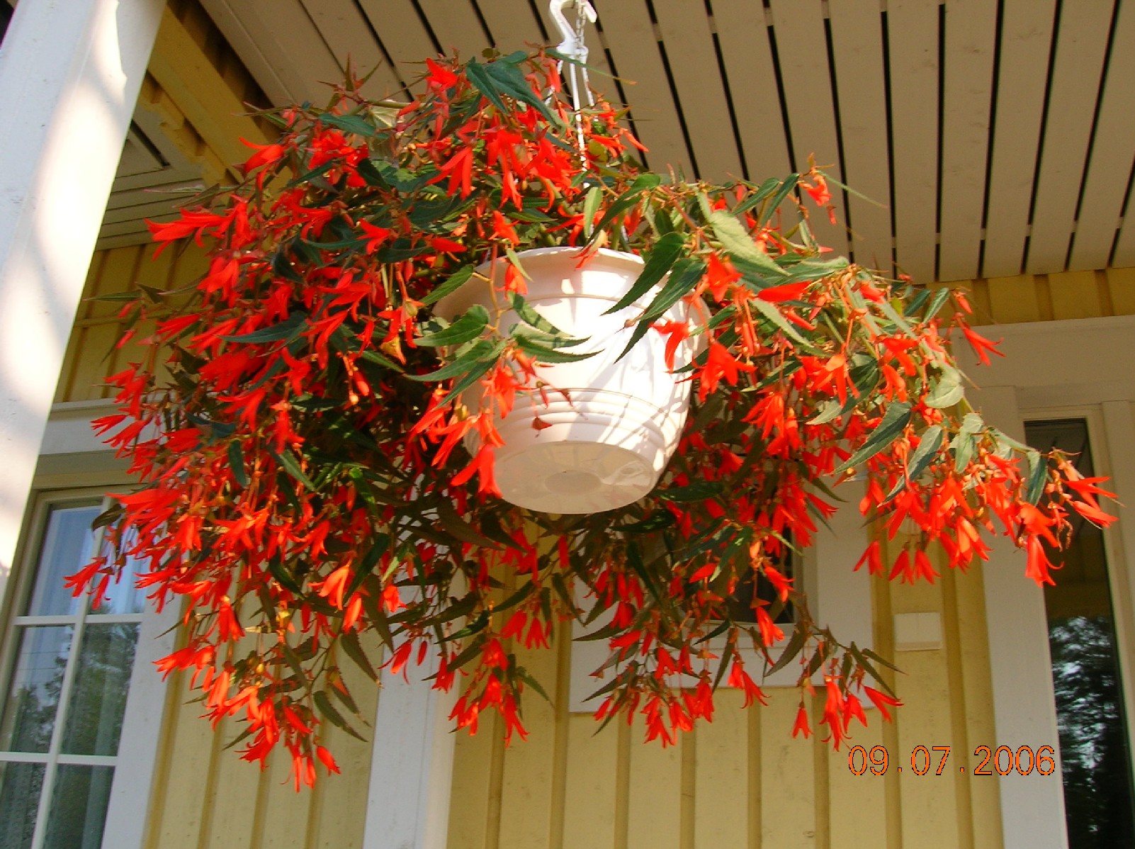 бегошка крупно с цветочного крылечка. поездка в Финляндию