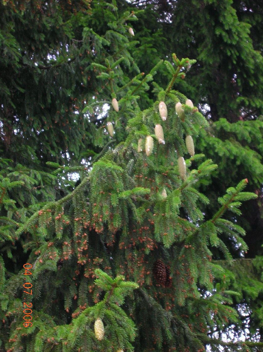 сыски. поездка в Финляндию