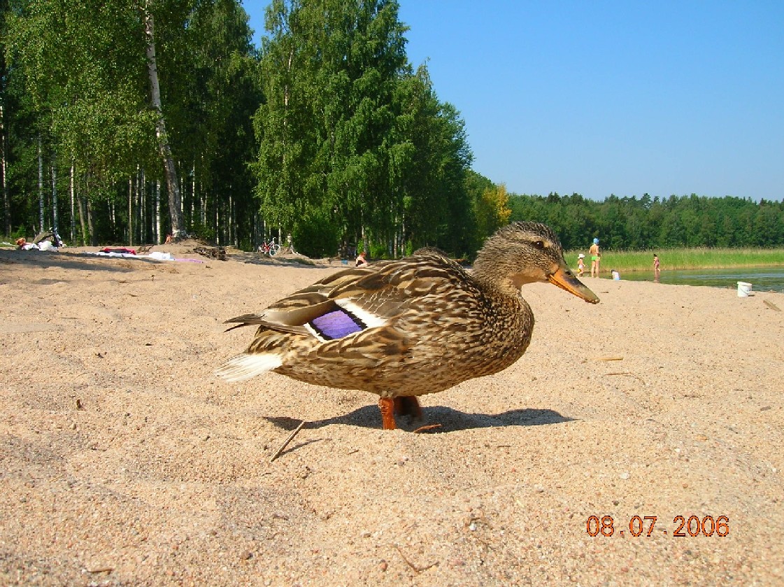 утка на пляже. поездка в Финляндию