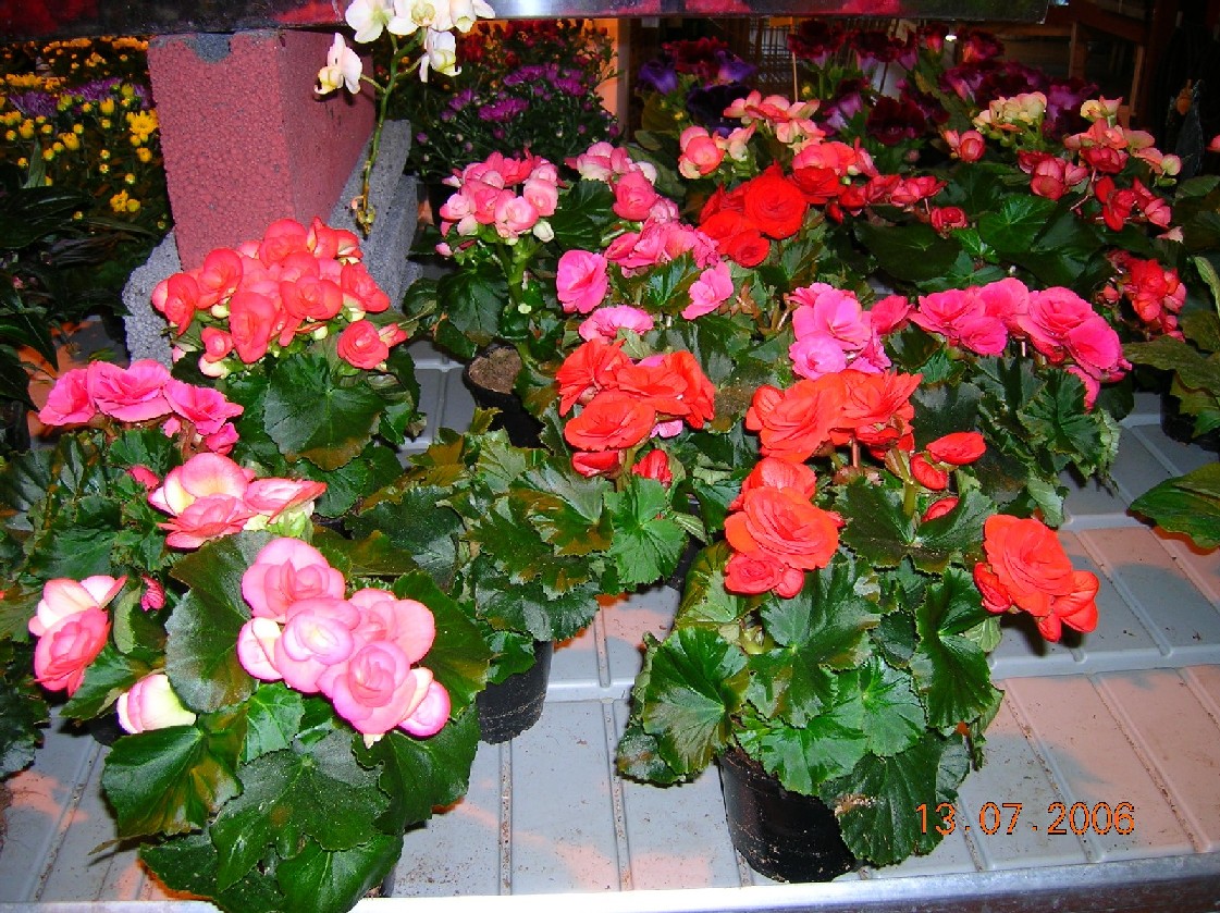 цветочный магазин. поездка в Финляндию