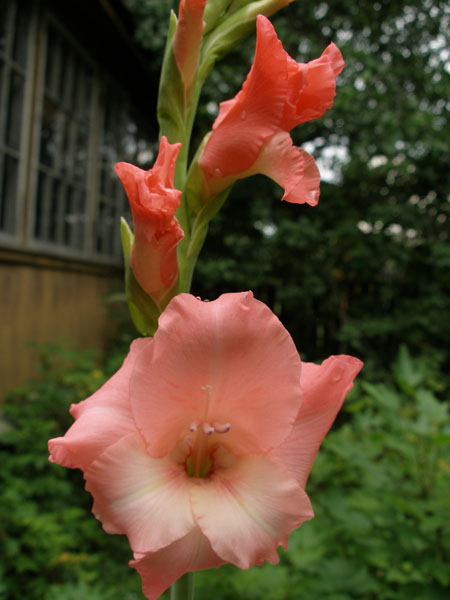 Гладиолус №1. Гладиолусы