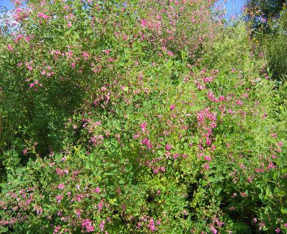 Цветущая леспедеция. Прогулка к морю