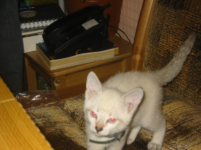 новый член семьи. Моя семья