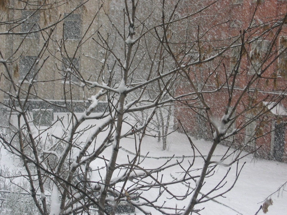 кажется наступила зима... . фото 