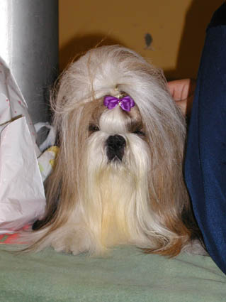 живая собачка с выставки . 