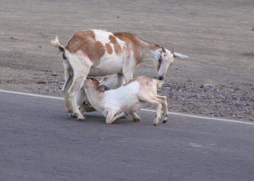 Счастье материнства (сценка на одной из улиц). Порт-Блэр