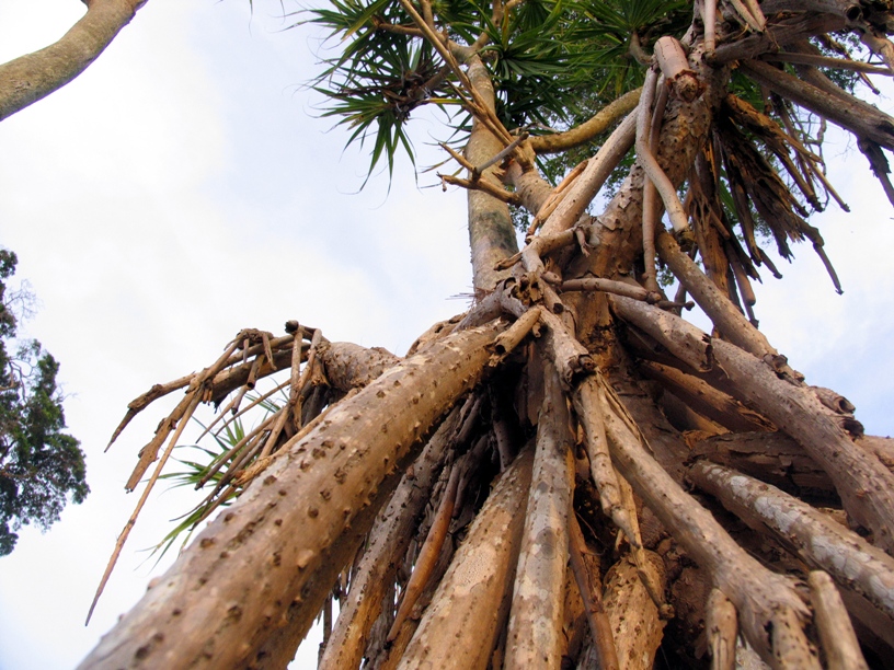 Корни. Порт-Блэр