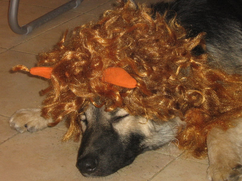 Новогодний Бетховен. 