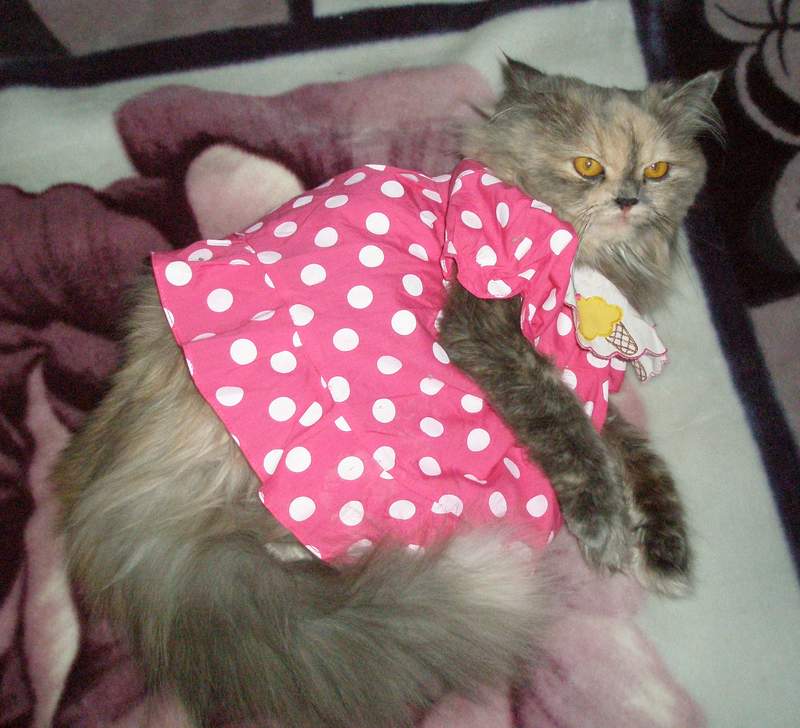 Девочка. Моя котейка