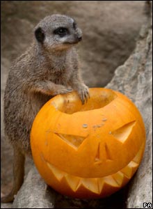 Happy Halloween :). Suricata