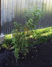 саженцы слив. на продажу