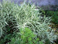 райграс вариегатный. на продажу