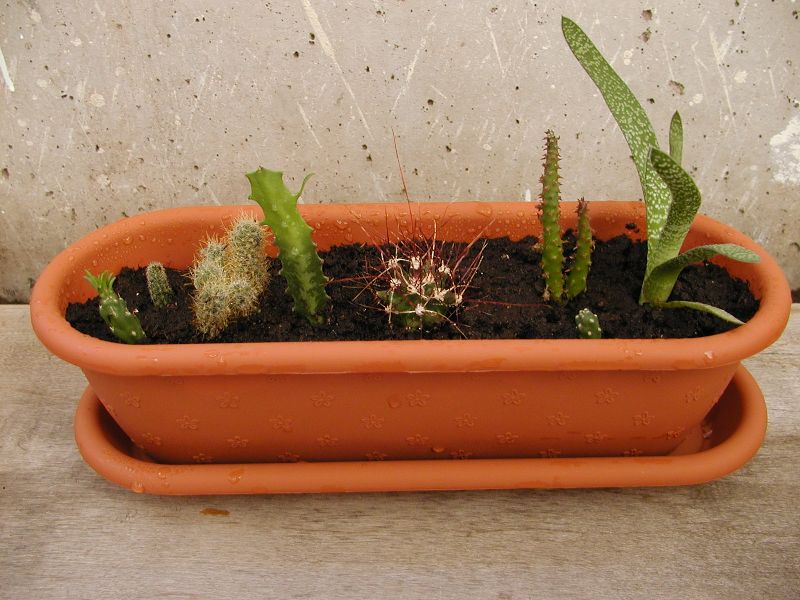 кактусовка. Разное