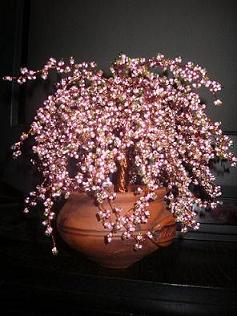 сакура. бисер