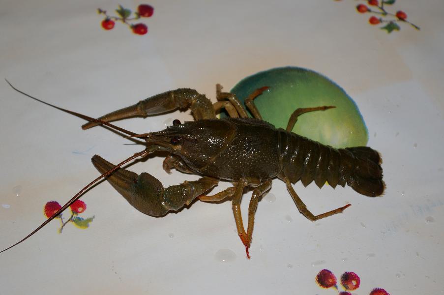 Виновник истерики:))). Новая папка