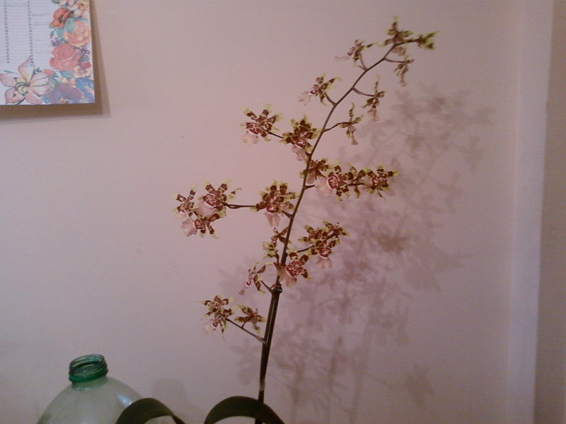 Odontoglossum Burrageara (вся цветочная стрелка)