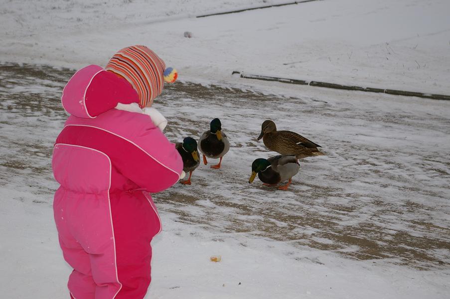 Новая папка