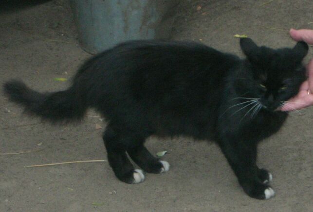  ...но и кошки. Запорижже