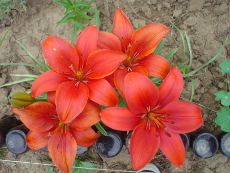 Лилии. Дача