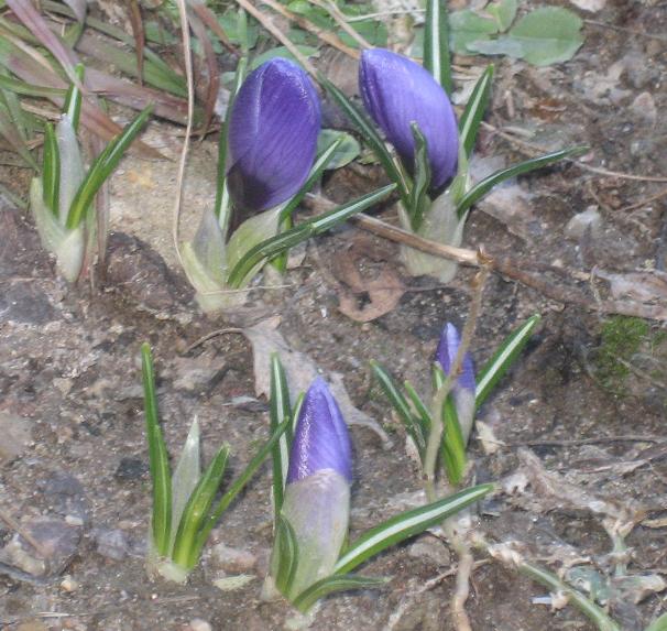 март 2007. Дача