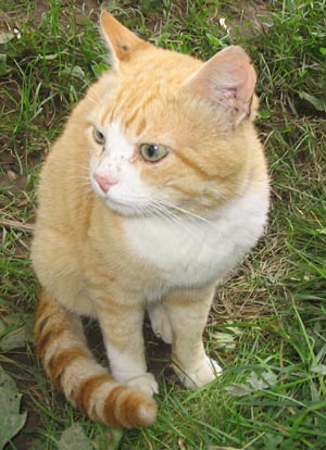 Рыжий. Всяко разно