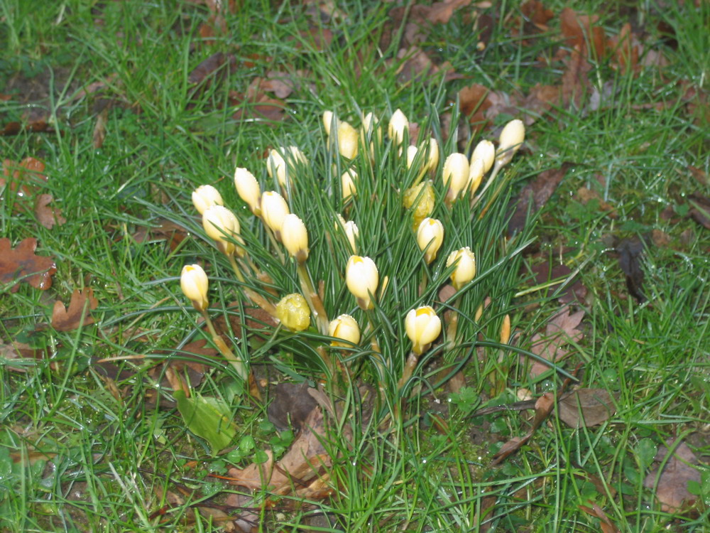 Вот это 'мой любимый букетик'! Я даже не знаю как эти цветы называются((. Winter