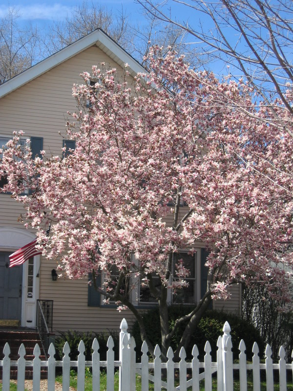 Весна и Лето, цветение.