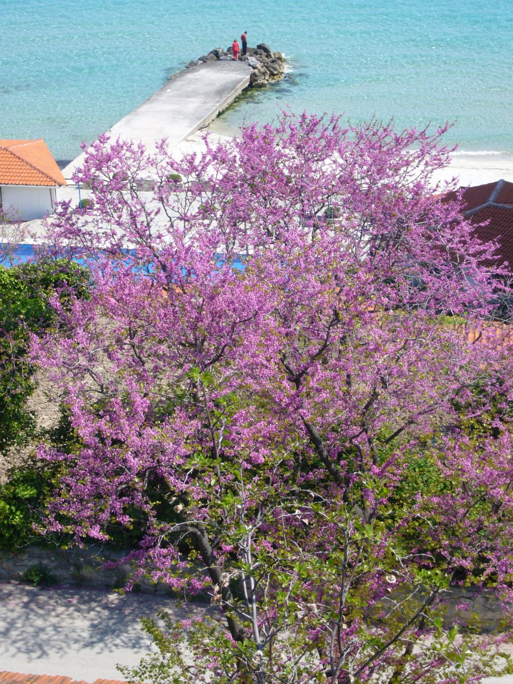 Кассандра. Греция апрель 2007