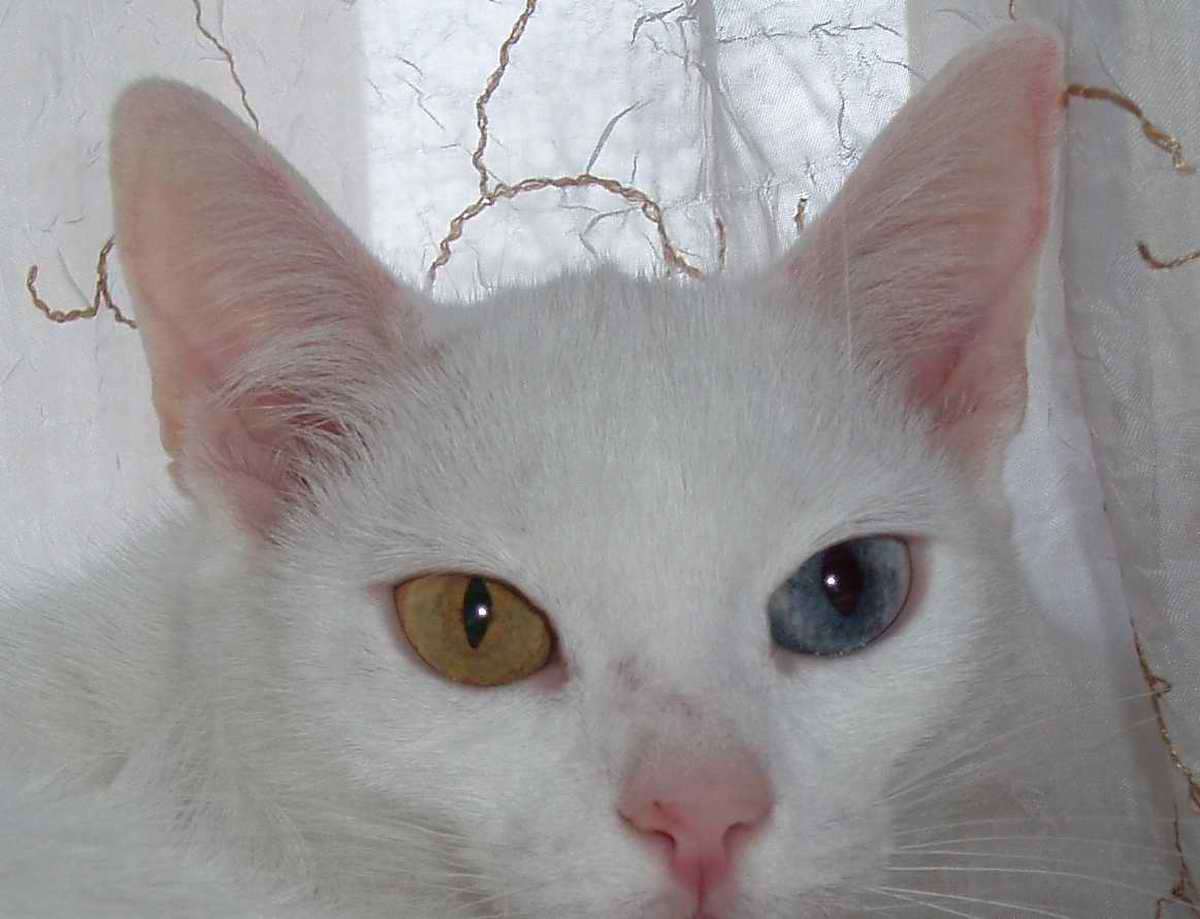 Лизулька. Наши любимцы