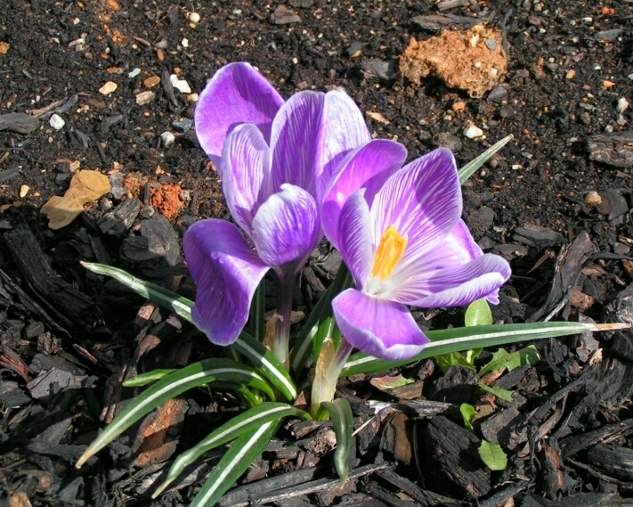 Crocus. My flowers