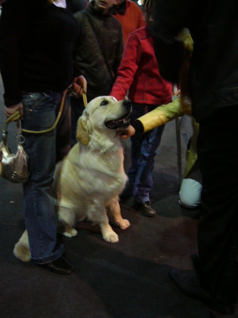 золотистый ретривер.  выставка собак