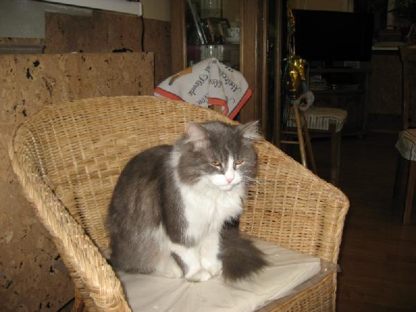 Степа. Питомцы