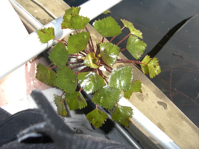 Кролова Хата. Беларусь Кролова Хата