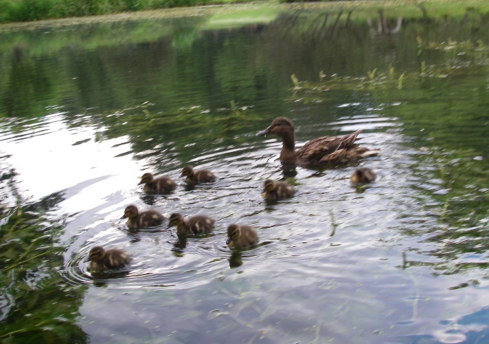 Японский сад