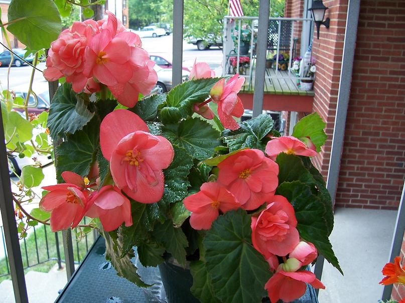 Begonia. My home- flowers