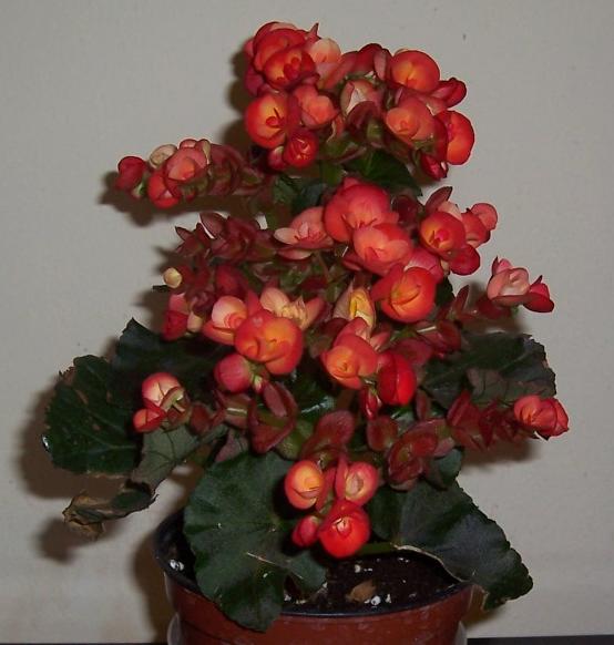 Begonia. My home- flowers